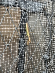 Tenodera sinensis