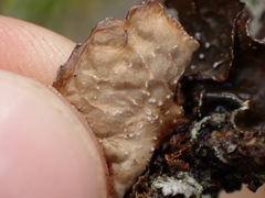 Lobarina scrobiculata