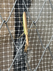 Tenodera sinensis