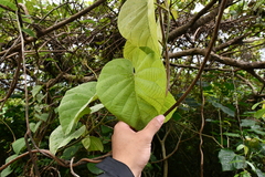 Decalobanthus distillatorius