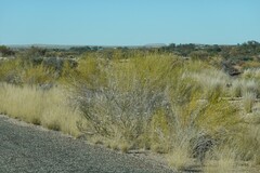 Monechma spartioides