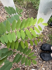 Robinia