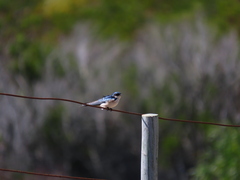 Hirundo dimidiata dimidiata