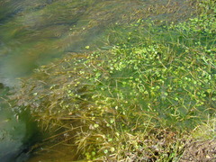 Hydrocotyle itatiaiensis