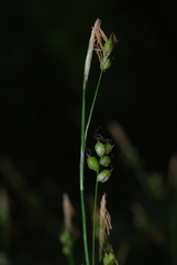 Carex alba