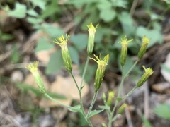Brickellia coulteri
