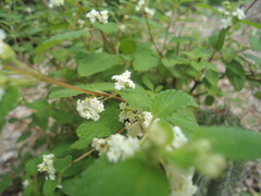 Lantana velutina