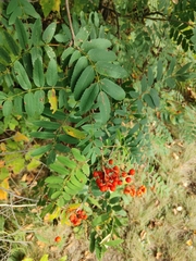 Sorbus americana