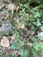 Brickellia coulteri