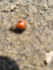 Coccinella septempunctata