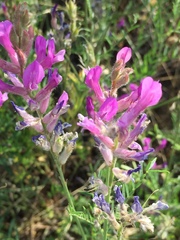 Astragalus varius