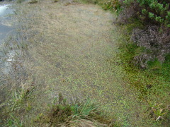 Hydrocotyle itatiaiensis