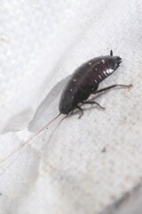 Eurycotis floridana