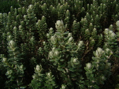 Baccharis uncinella