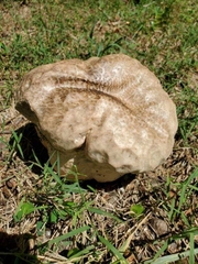 Calvatia craniiformis