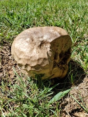 Calvatia craniiformis