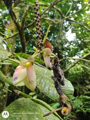 Mucuna