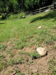 Calvatia craniiformis