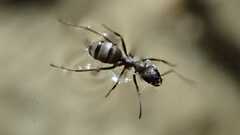 Formica cinerea