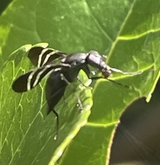 Tritoxa flexa