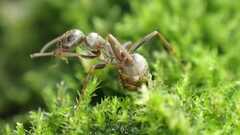 Formica cinerea
