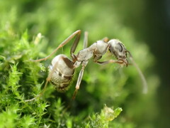 Formica cinerea