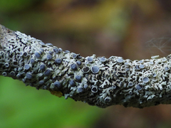 Lecanoromycetidae