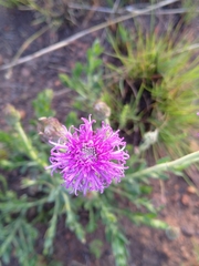 Pseudopegolettia tenella