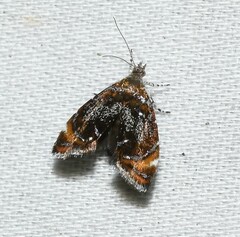 Prochoreutis inflatella