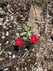 Ipomoea quamoclit