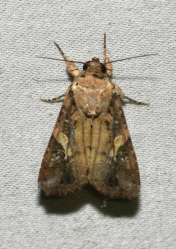 Fall Armyworm Moth photo 4