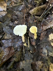 Loweomyces fractipes