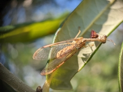 Dicromantispa interrupta