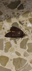 Noctuoidea
