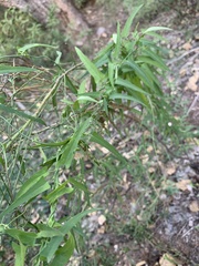 Funastrum heterophyllum