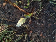 Hypoxis hemerocallidea