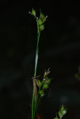 Carex alba