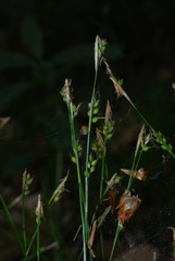 Carex alba