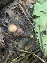 Scleroderma areolatum