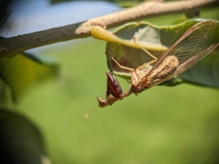 Dicromantispa interrupta