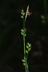 Carex alba