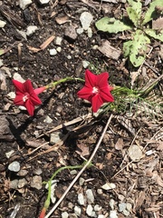 Ipomoea quamoclit