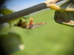 Dicromantispa interrupta