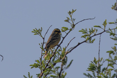 Crithagra mozambica