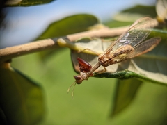 Dicromantispa interrupta