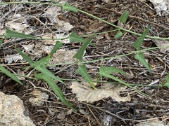Funastrum heterophyllum
