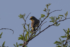 Crithagra mozambica