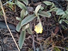 Hypoxis rigidula