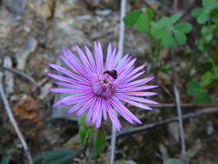 Drosanthemum hispifolium