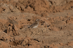 Gymnoris superciliaris